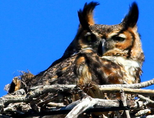 Great Horned Owl Nest Located in Everglades City