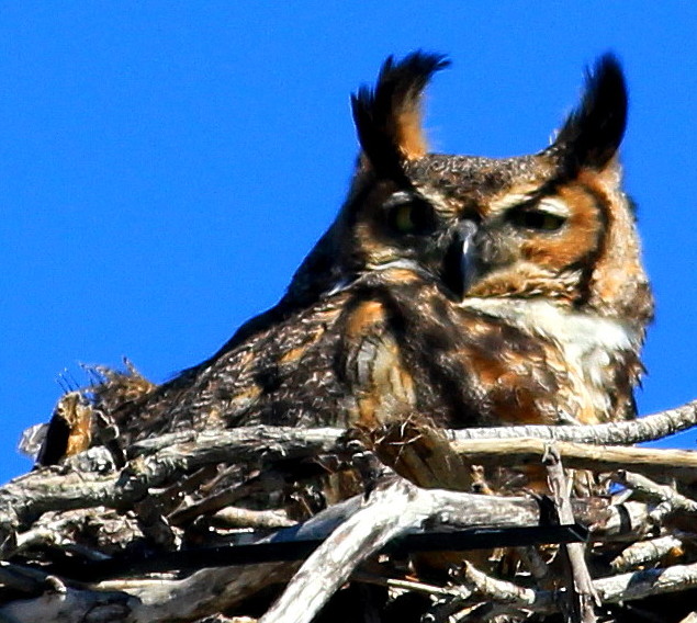 Great Horned Owl Momma Everglades City