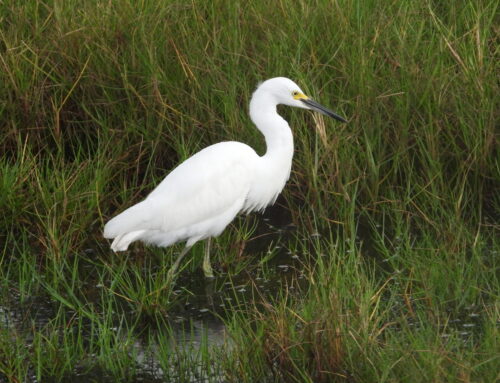 Beautiful Everglades Birds