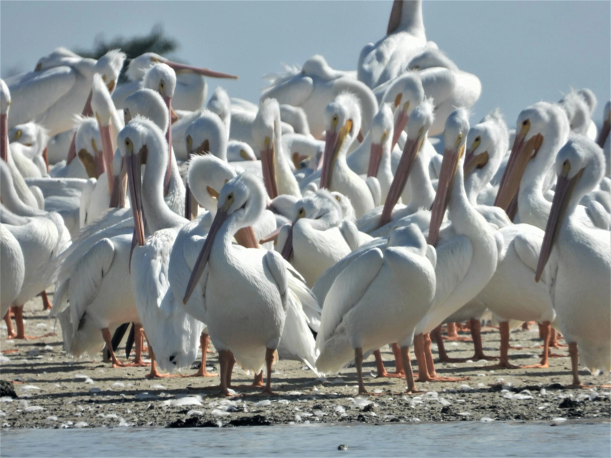 The Great American White Pelicans Everglades City