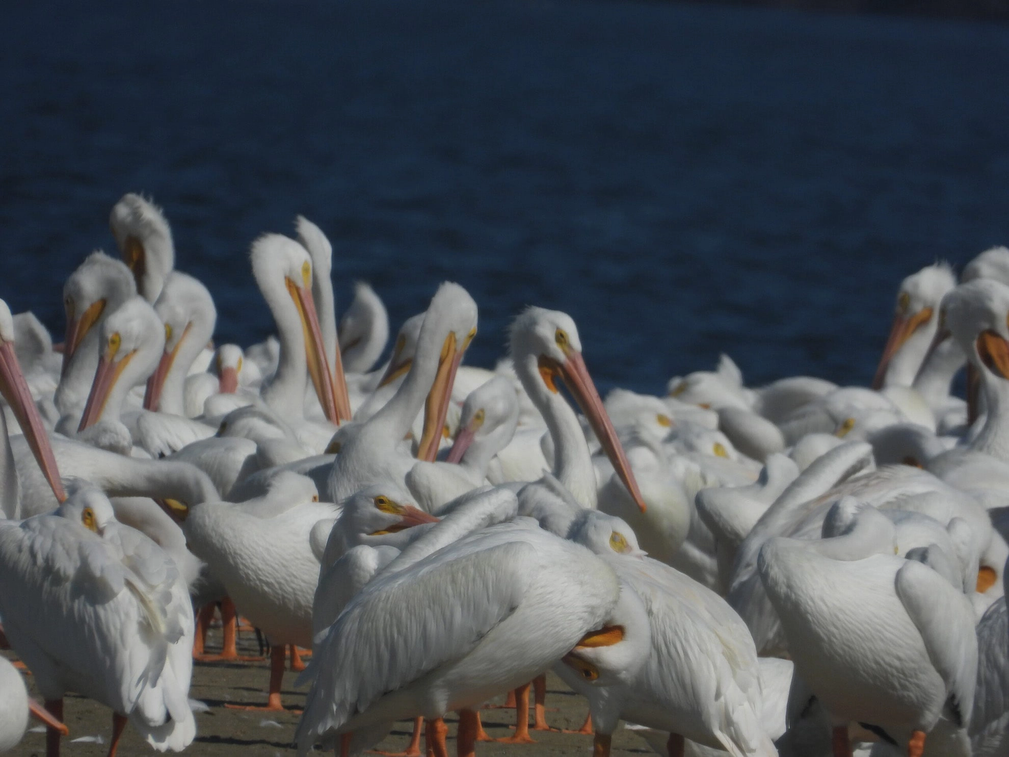 The Great American White Pelicans Everglades City