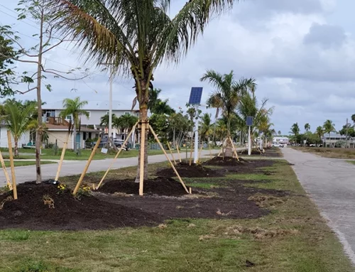 New Trees in the Median, Everglades City