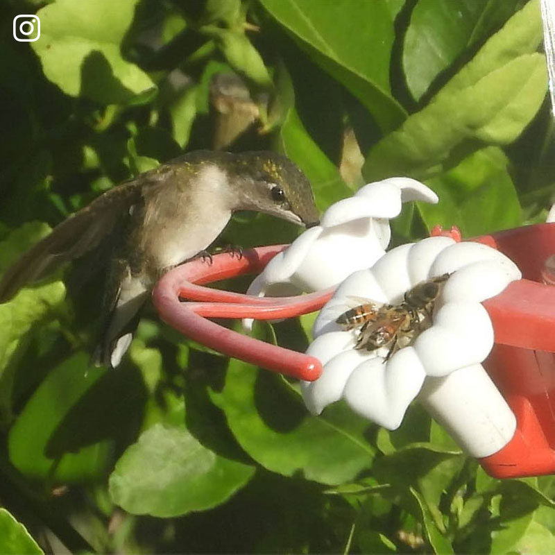 Birdwatching in Everglades City, Ruby Throated Hummingbird