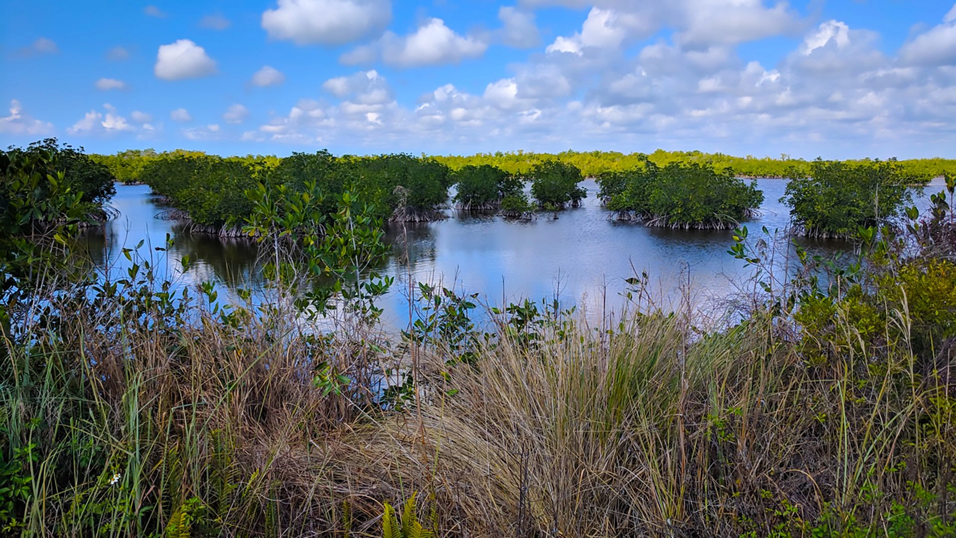 Mangroves on the Marsh Trail 10000 Islands Copyright Denise Wauters min