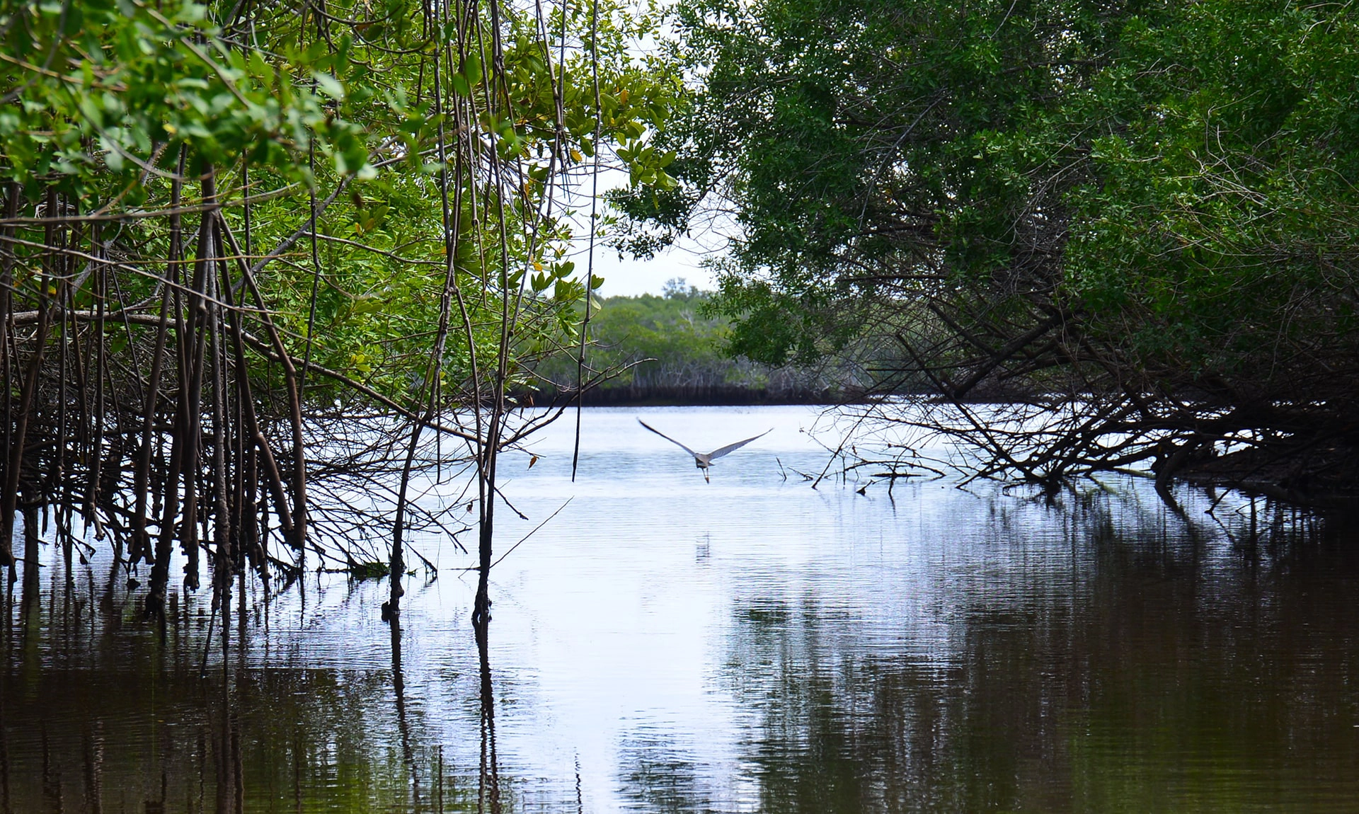 Mangroves with Bird Everglades National Forest Copyright Denise Wauters 1920 x 1050 DSC 4785 min