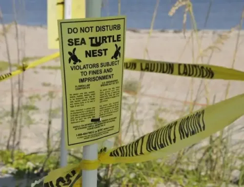 Sea Turtle Nesting Season Arrives