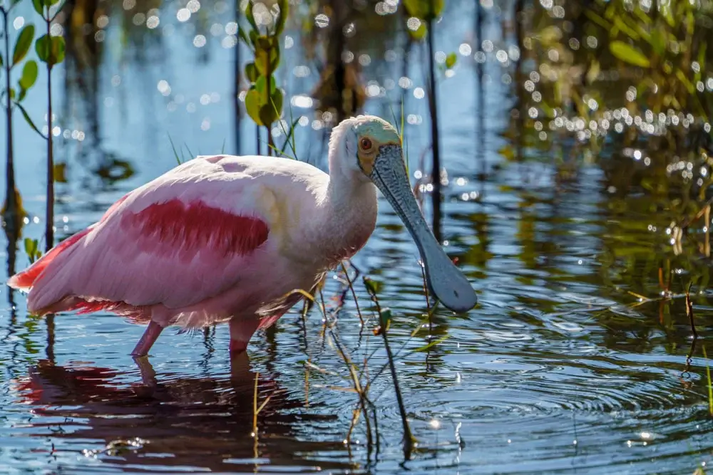 They’re Baaaack, The Enchanting Return of Roseate Spoonbills from the Mullet Rapper on Visit Everglades City