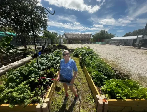 Everglades City Community Garden Update
