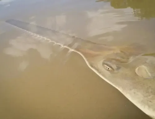An Attempt to Rescue Sick Sawfish