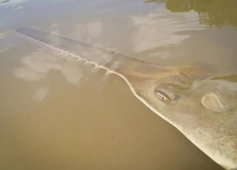 An attempt to rescue sick Sawfish photo by Dana Bethea