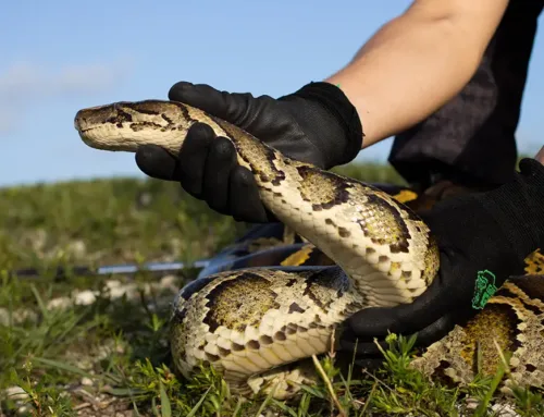 Help Save the Everglades – Python Challenge