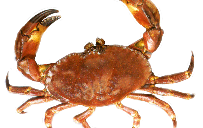 Enjoy Fresh Stone Crab in Everglades City, Goodland & the Ten Thousand Islands.