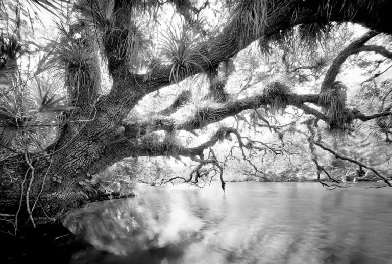 Clyde Butcher download IG 2 compressed 768x518