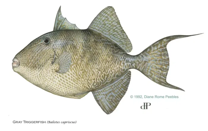 gray triggerfish
