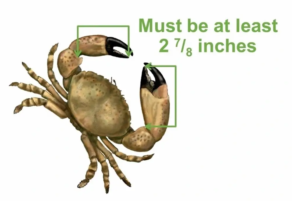 Stone Crab with measurements provided by FWC
