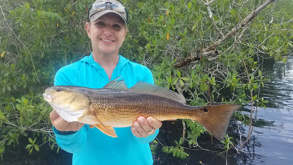 Redfish caught in the everglades with Mike Merritt