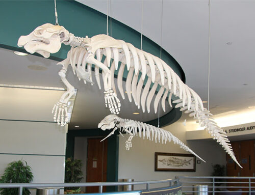 The Manatee – Florida’s Gentle Giant