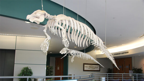 Manatee Bones courtesy of FWC