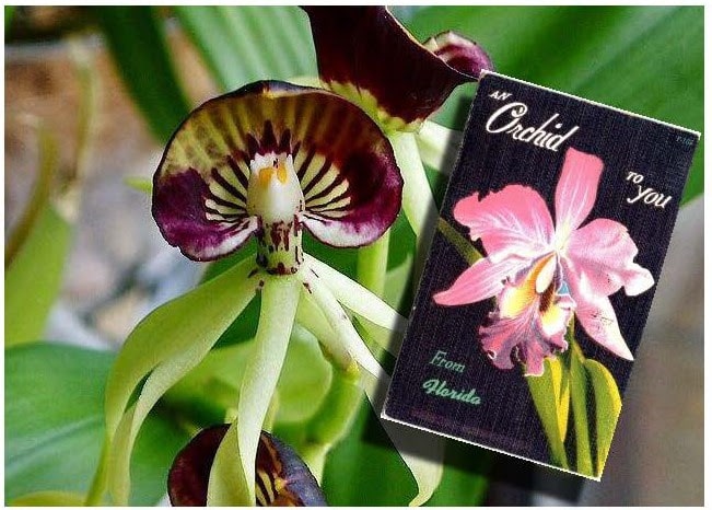 Growing Obsession – The Enchanting Story of Orchids in the Everglades