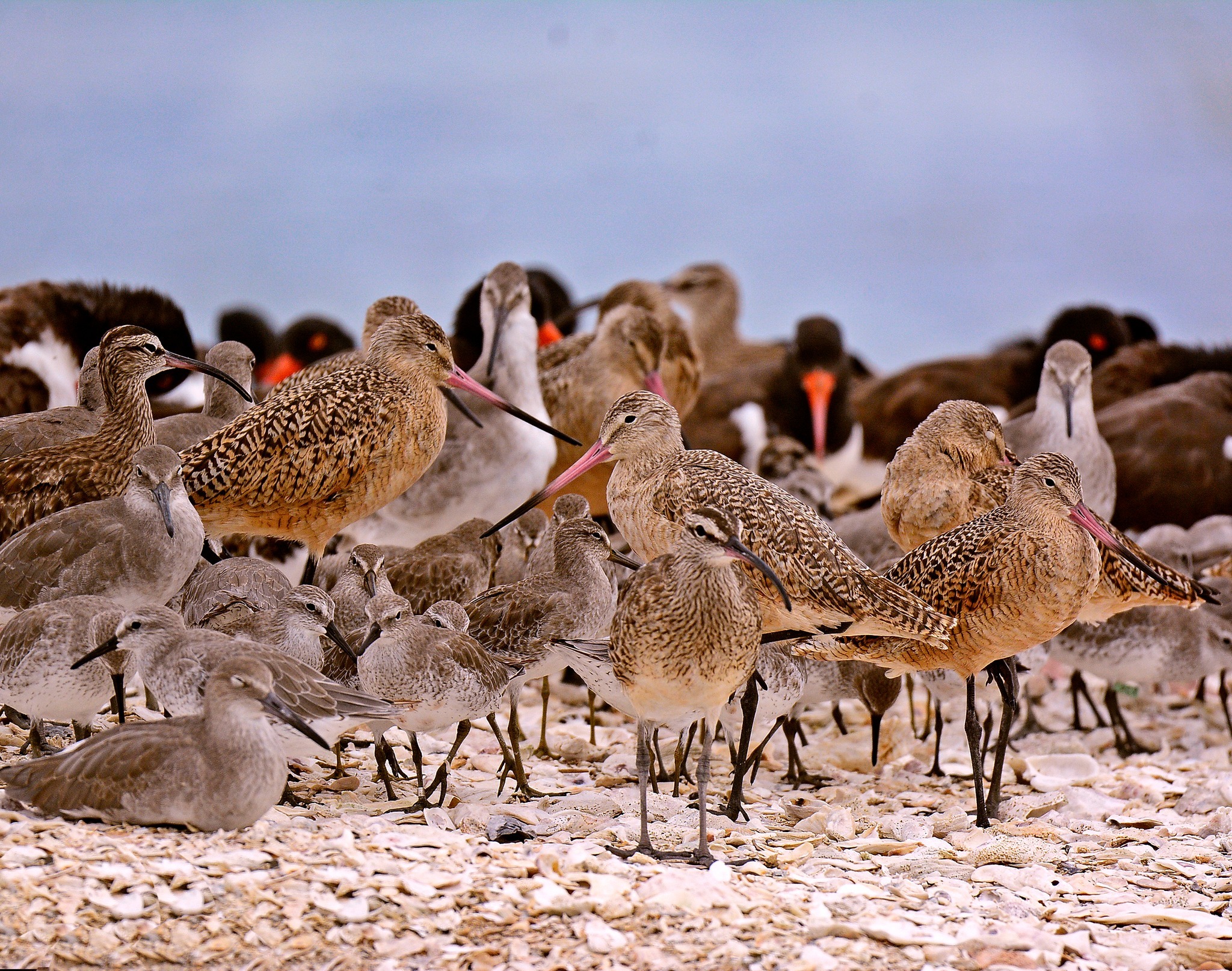 Birds on Beach. Photo courtesy of FWC.