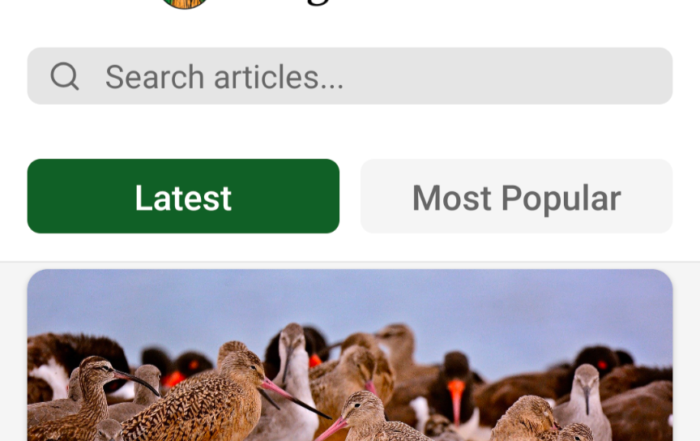 Everglades News App by Wauters Edge for Everglades City.