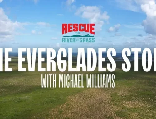 Introducing The Everglades Story With Michael Williams