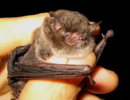 Florida Has a Bat Maternity Season? Of Course It Does.