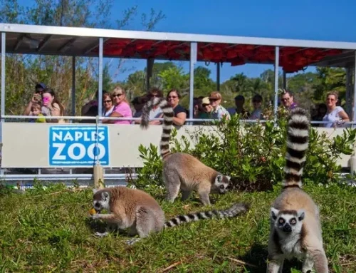 Naples Zoo Is Free for Locals Once a Month