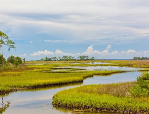 Florida WildQuest Scavenger Hunt Starts This Weekend