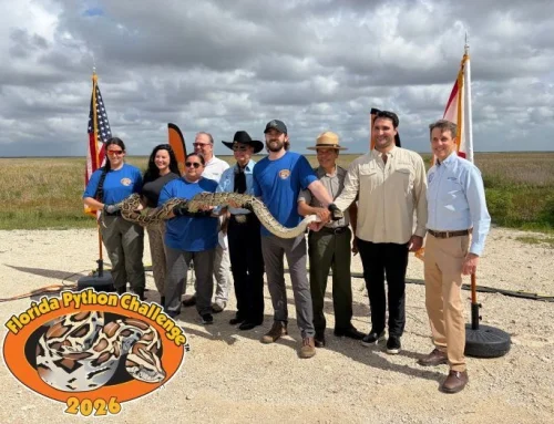 2026 Florida Python Challenge Returns