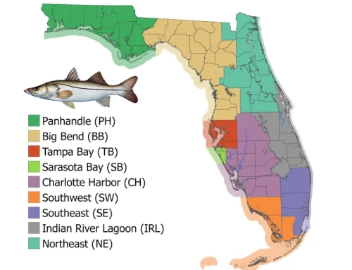 Snook Season Closing — Final Days to Fish Locally