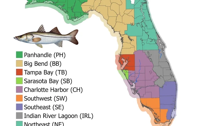 Snook Season 5-2026