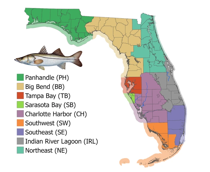 Snook Season 5-2026