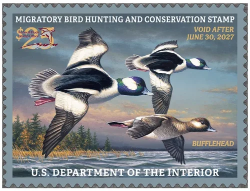 Federal Duck Stamp Helps Protect the Ten Thousand Islands