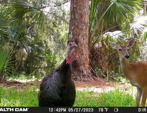 You Can Help Spot Everglades Wildlife From Your Couch