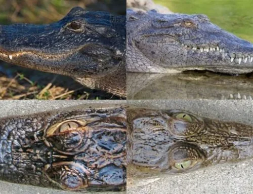 How to Tell an Alligator From a Crocodile in the Everglades